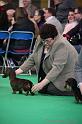 Crufts2011_2 977